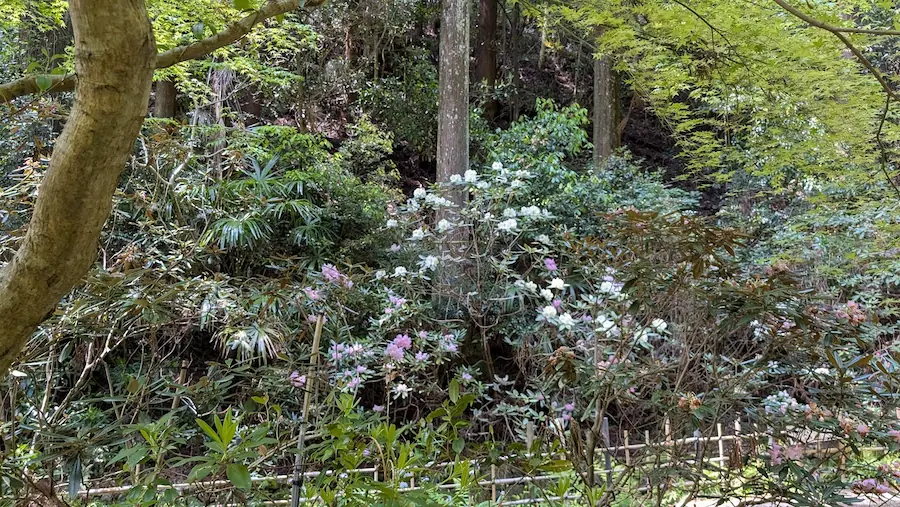 船宿寺のしゃくなげの森に咲く、ピンク色のシャクナゲ。満開を過ぎ、少し色が落ち着き始めた花々の様子