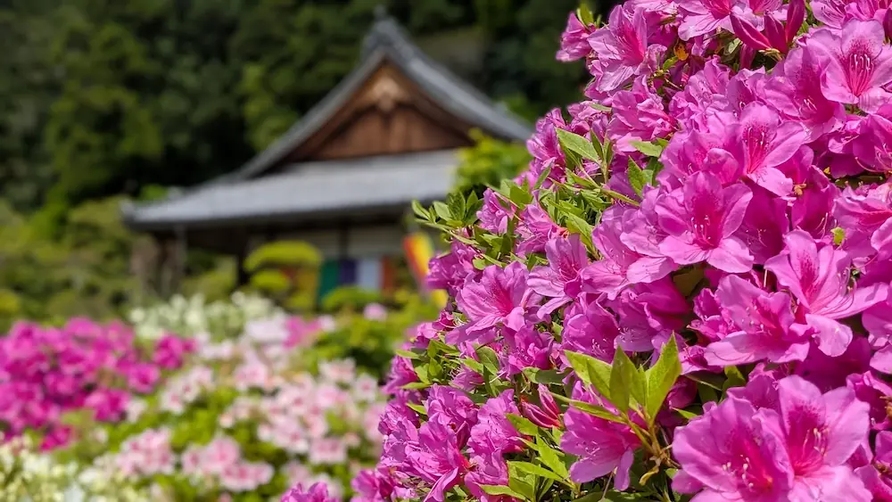 船宿寺の境内に咲く鮮やかなピンクのツツジ。背景にはピントをぼかした本堂の屋根と五色幕が見える