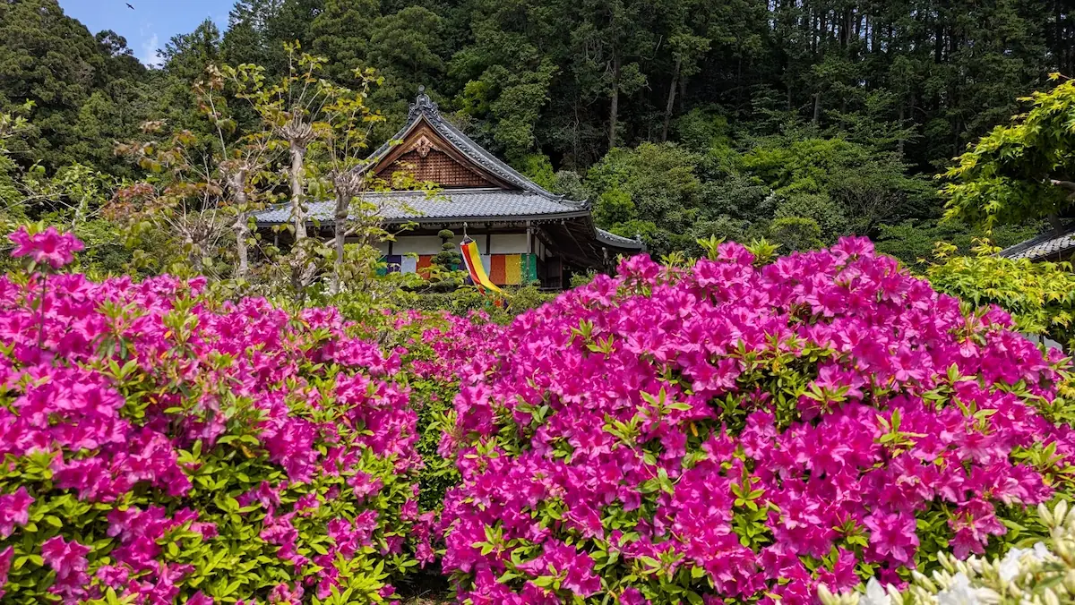 葛城市の船宿寺にて、手前に満開のピンクのツツジが咲き誇り、奥に五色幕が飾られた本堂が見える風景