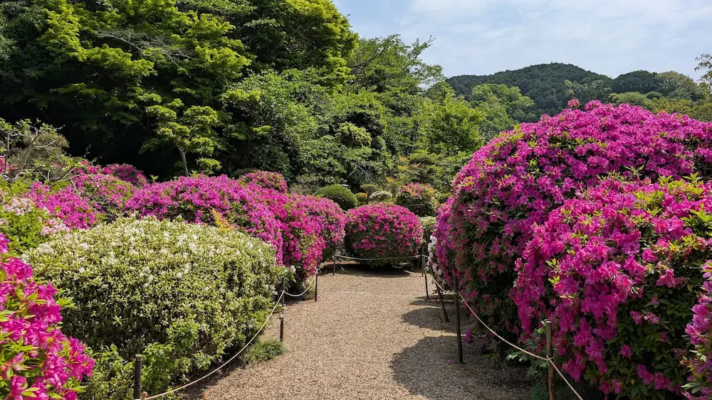 船宿寺の境内に広がる、両サイドを丸く刈り込まれた満開のピンクと白のツツジに囲まれた砂利の散策路