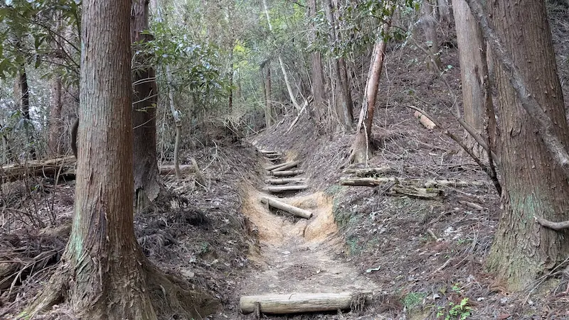 高取城跡の登山道にある、斜面に沿って設置された丸太の階段。土が流出し、丸太の段差が高くなっている箇所がある。周囲は枯れ葉と高い杉の木に囲まれた険しい道。
