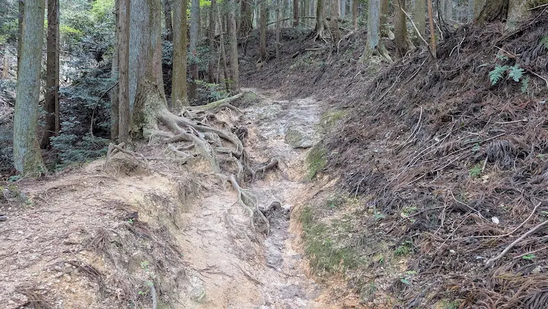 高取城跡へ続く、舗装されていない急峻な山道。土が削れ、大きな木の根が網目状に剥き出しになっており、足場が非常に悪い。周囲は鬱蒼とした杉林になっている。