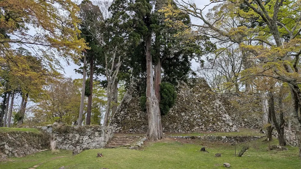 高取城跡の本丸前にある、樹齢約700年の巨大なご神木。背後には高く積まれた本丸の石垣がそびえ、手前には芝生の広場が広がっている。木々の葉が芽吹き始めた春の風景。