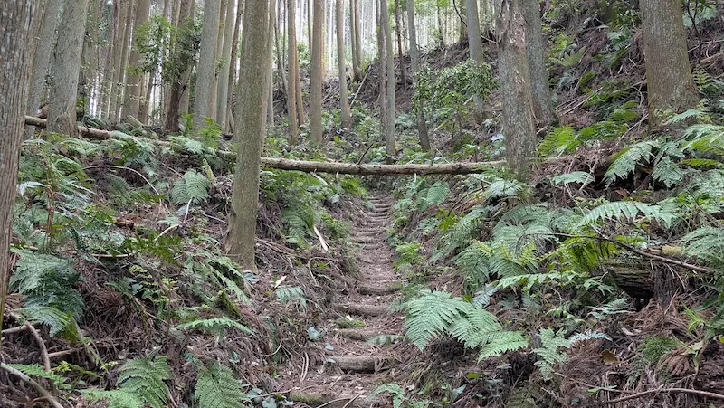 宇陀松山城跡へ続く山道の途中で、細い土の階段を塞ぐように倒木が横たわっている様子。周囲にはシダ植物が群生し、背の高い杉林が続いている。