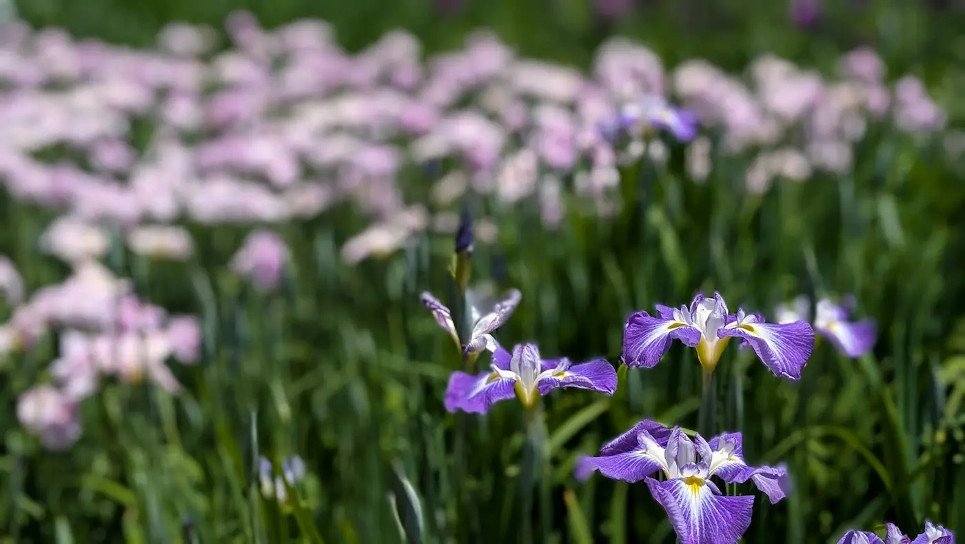 馬見丘陵公園の菖蒲園にて、紫色の花菖蒲（ハナショウブ）のアップ。背景にはピンク色の花々がぼかして写り込んでいる。