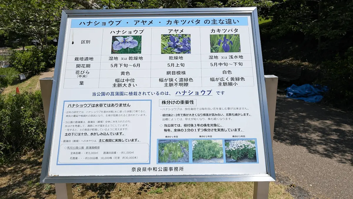 馬見丘陵公園の菖蒲園に設置された、ハナショウブ・アヤメ・カキツバタの主な違いを解説する案内板。栽培適地や見分け方の比較表が掲載されている。