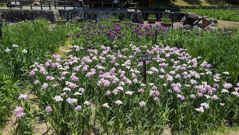 馬見丘陵公園の菖蒲園にて、淡いピンク色の花菖蒲品種「野辺の桜」が群生して咲いている様子。