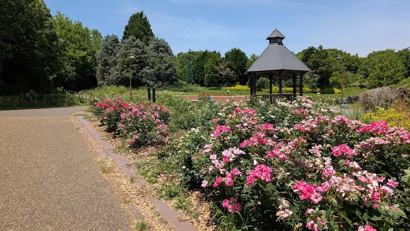 馬見丘陵公園の薔薇園にて、満開のバラ越しに東屋（ガゼボ）を望む散策路の風景。