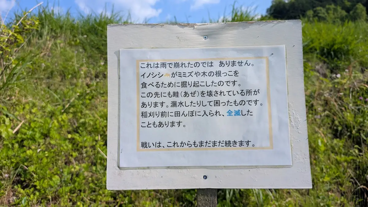 稲渕棚田の道端に設置された、イノシシによる農地被害の現状を訴える注意喚起の看板