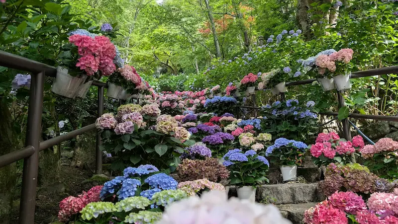 長谷寺のあじさい回廊、低い視点から見上げた色鮮やかな鉢植えの紫陽花が並ぶ階段。