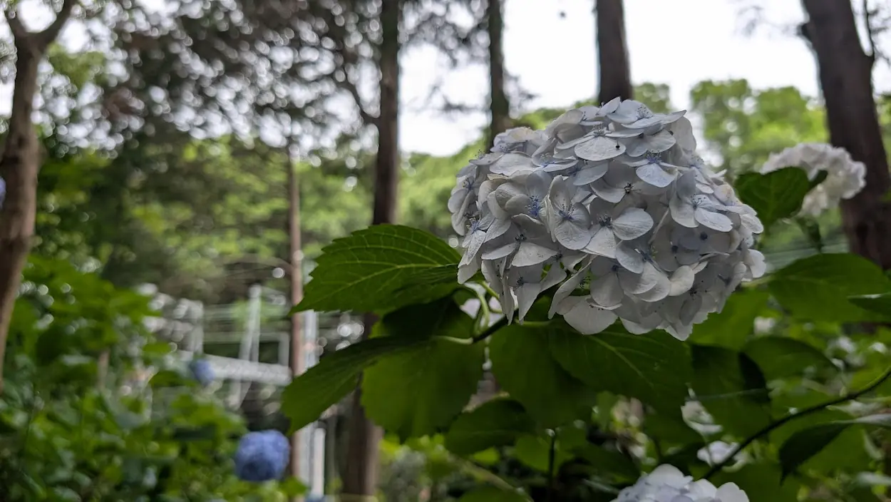 久米寺境内で咲くアジサイのアップ。淡い色合いの花びらが重なり合い、背景の木々がボケて優しい雰囲気を演出している様子