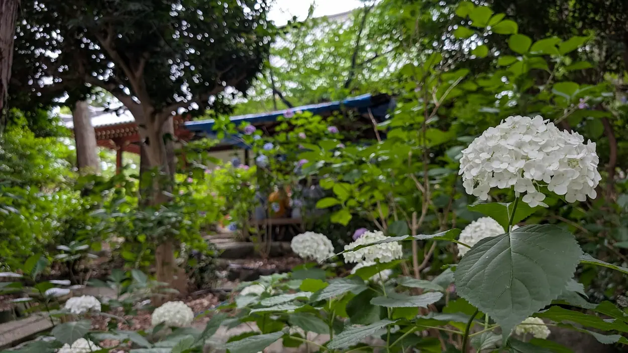久米寺境内の木々を背景に咲く、純白のアジサイのアップ。清らかで気品ある佇まいが静かな境内に映える様子