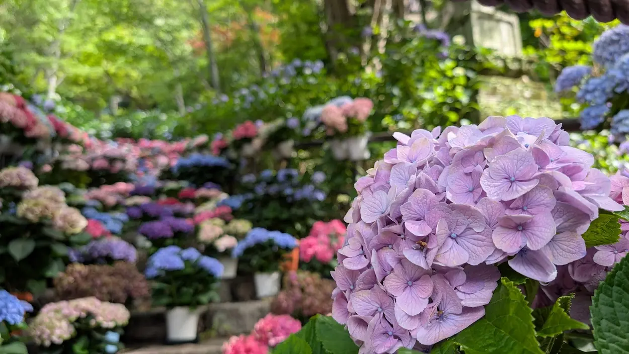 長谷寺の嵐の坂にて、手前にピントを合わせた淡い紫の紫陽花と、背景に広がる色とりどりの紫陽花ボケのコントラスト