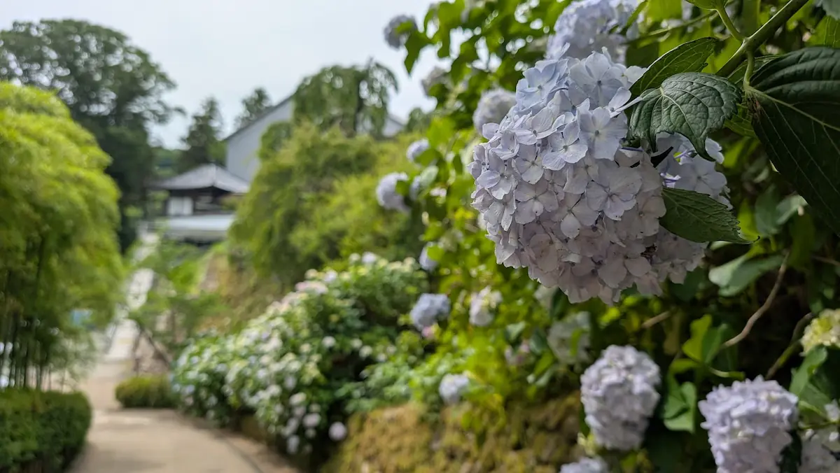 長谷寺の境内に自然に根付いた地植えの紫陽花。背景に寺院の建築がぼんやりと映り込む情緒的な風景