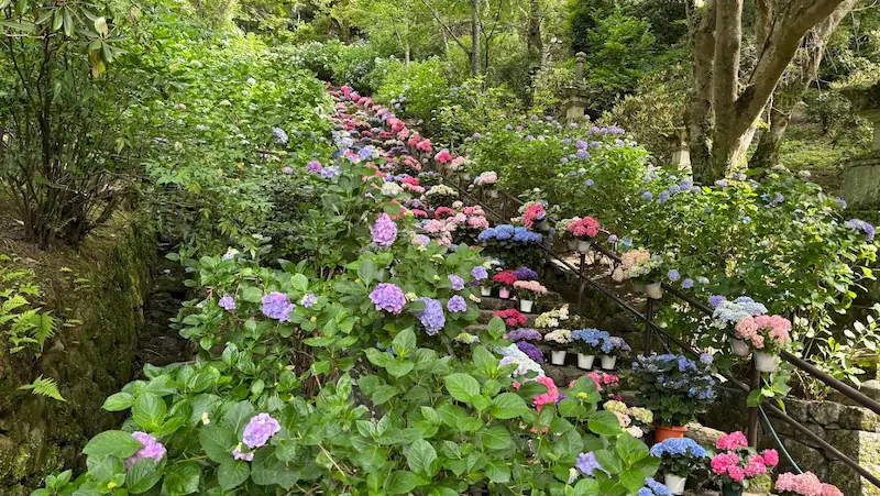 奈良県長谷寺の嵐の坂にて、豊かな新緑と色とりどりの紫陽花が織りなすコントラストの風景