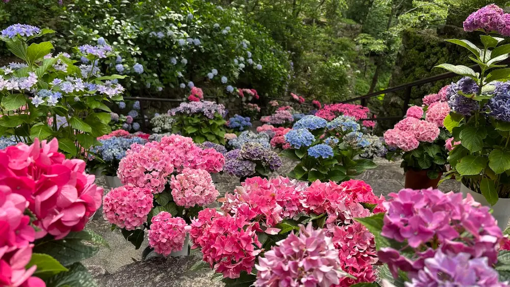 長谷寺の嵐の坂にて、鮮やかなピンクや青の紫陽花が階段の両脇を埋め尽くす圧巻の風景