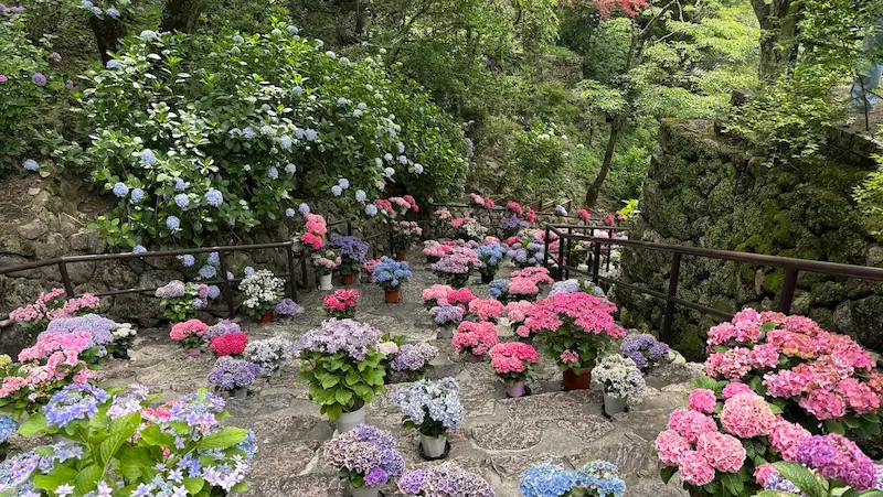 長谷寺の嵐の坂にて、上から見下ろした紫陽花の階段風景。色とりどりの紫陽花と苔むした石垣が調和する様子