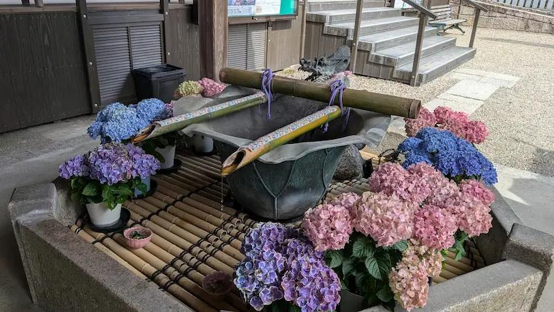 長谷寺の手水舎に浮かべられた紫陽花と、竹筒から静かに水が流れる風情ある風景