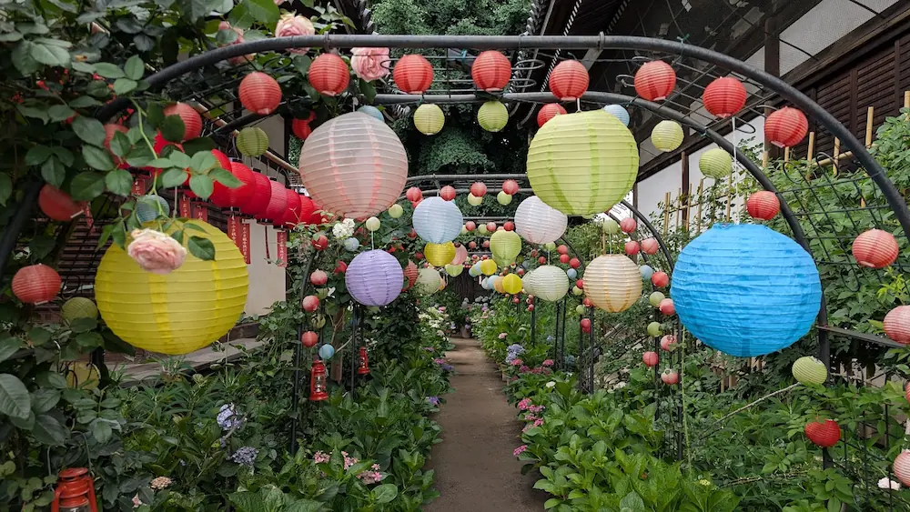 おふさ観音の境内、色とりどりの提灯が吊り下げられたアーチ状の参道。下には紫陽花の葉が広がり、季節の花が混ざり合う風景