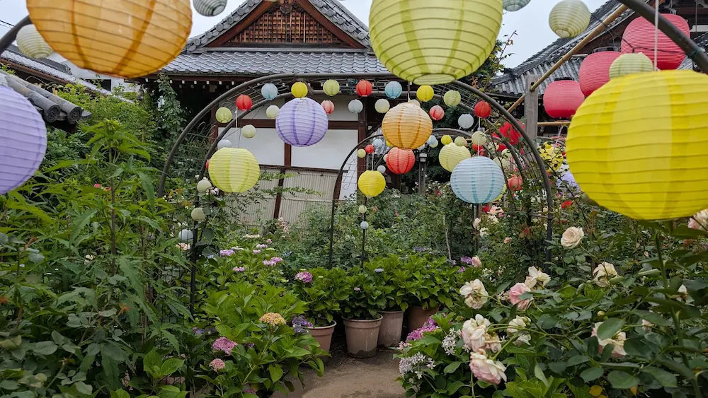 おふさ観音にて、色とりどりの提灯が吊るされたアーチ越しに見る、咲き終わりの薔薇と旬の紫陽花が混ざり合う風景