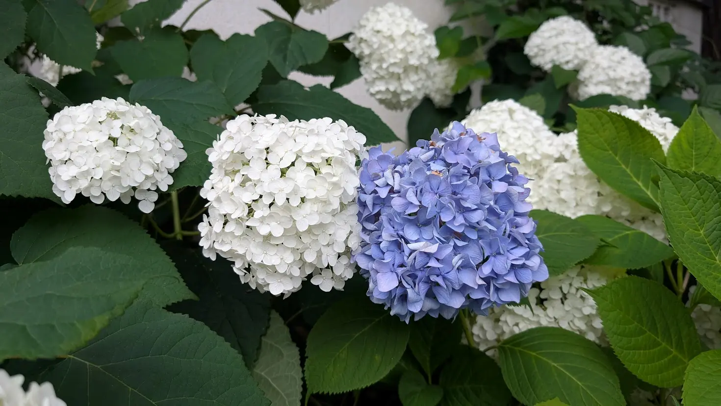 おふさ観音の境内に咲く、鮮やかな青色と純白の紫陽花が並ぶ風景。瑞々しい緑の葉との対比