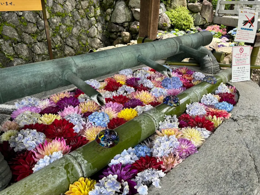 岡寺の手水舎に色鮮やかなアジサイやダリアの花が浮かべられた「花手水」の様子