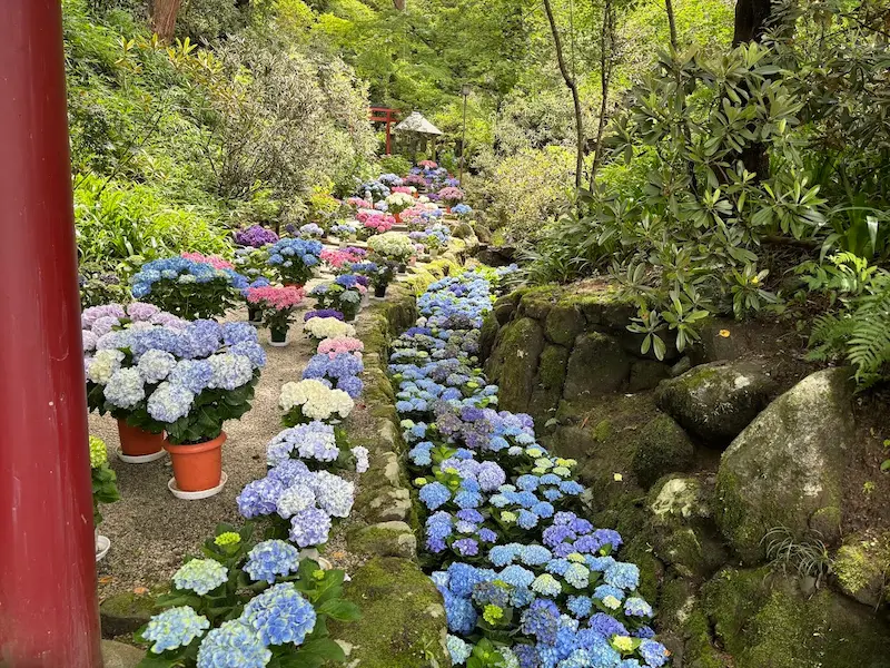岡寺の参道脇にある溝まで色とりどりのアジサイの鉢植えや花で埋め尽くされた初夏の風景