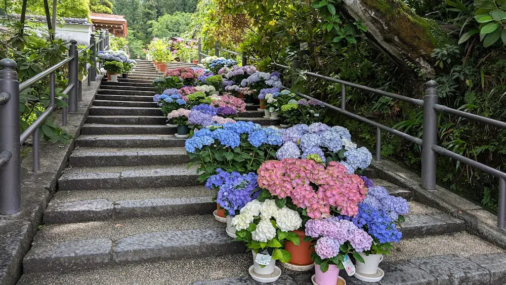 岡寺の参道にある石段の両脇に、色鮮やかな鉢植えのアジサイが等間隔に並べられた初夏の様子