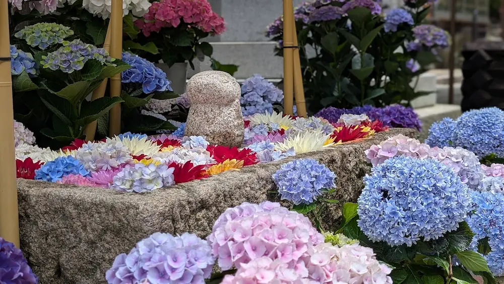 岡寺の境内で、アジサイとダリアの花々に囲まれて静かに佇む可愛らしいお地蔵様