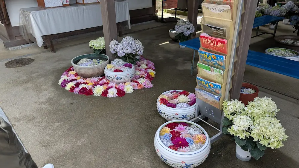 岡寺の休憩所に設置された、アジサイやダリアの花で埋め尽くされた複数の睡蓮鉢と周辺のパンフレットスタンド