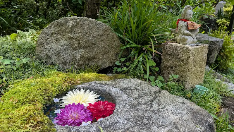 岡寺の境内に置かれた蹲(つくばい)にダリアの花が浮かべられ、その隣にお地蔵様が鎮座している様子