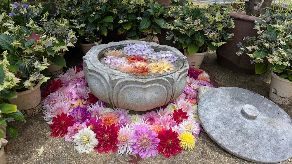 岡寺の境内に置かれた石の睡蓮鉢にアジサイが浮かび、周囲を色鮮やかなダリアが敷き詰めるように飾られた初夏の風景