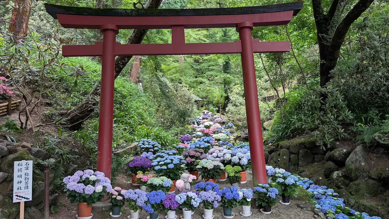 岡寺の朱色の鳥居越しに、参道沿いに色とりどりのアジサイの鉢植えが並ぶ新緑の風景