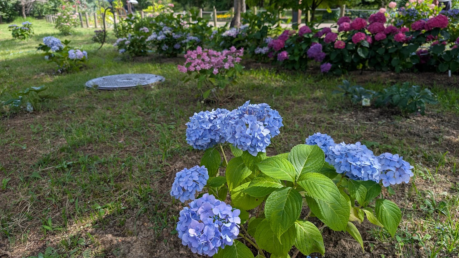 馬見丘陵公園に咲く、鮮やかな水色のアジサイ。背景には他の色の花々も咲き、初夏の彩りが楽しめる様子