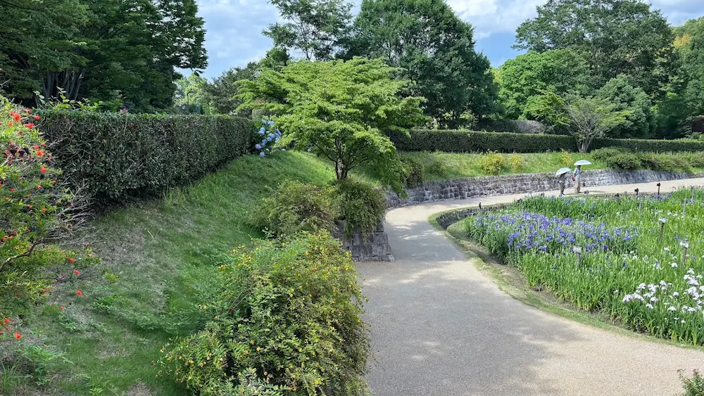 馬見丘陵公園の初夏の風景。右側に咲き誇る紫色の菖蒲と、左奥の生け垣に控えめに咲くアジサイが対照的な、美しい園内の散策路