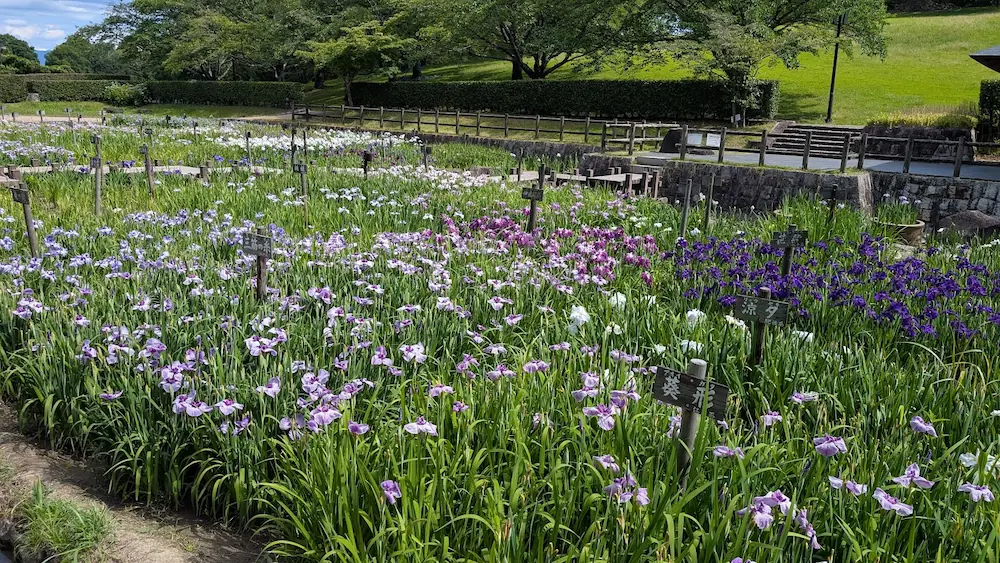 馬見丘陵公園の菖蒲園。紫や白の菖蒲が広範囲にわたり咲き誇り、見頃を迎えている様子