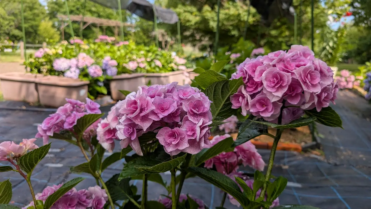 馬見丘陵公園で撮影した、珍しい品種のアジサイ。バラのように花びらが重なり合う、鮮やかなピンク色の美しい花