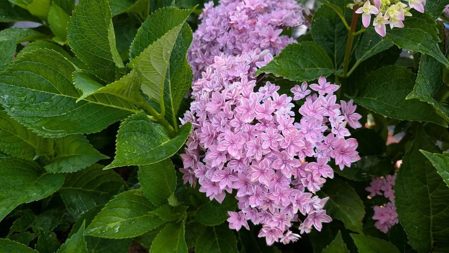 馬見丘陵公園で撮影した、ピンク色の珍しいアジサイ。星のような花びらが重なり合い、鮮やかな色彩が美しい様子
