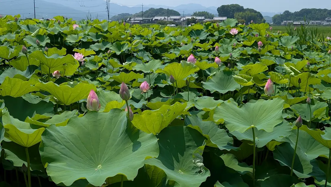 青空の下、藤原宮跡の蓮池にたくさんの緑の葉とピンク色の蕾や開花前のハスが広がり、遠景に家々と山並みが見える様子。