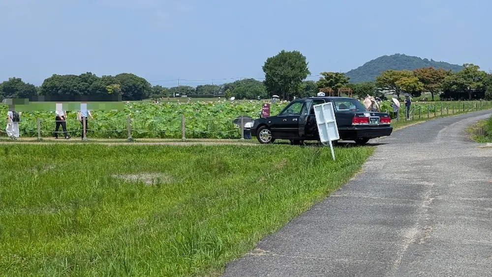 藤原宮跡の蓮池のすぐそばの狭い道路脇に、観光客を乗せてきた黒いタクシーが停車している様子。背景にはピンク色のハスが咲く畑と緑の木々が広がっている。