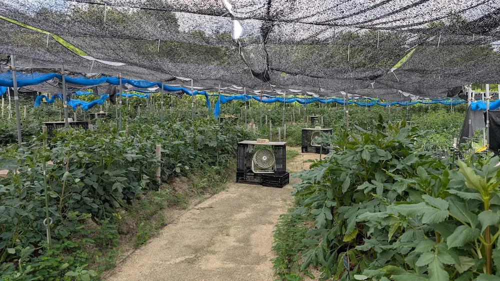 馬見丘陵公園の園内で、黒い遮光ネットの下に生育中のダリアの葉と通路、そして暑さ対策用の送風機が設置されている様子。