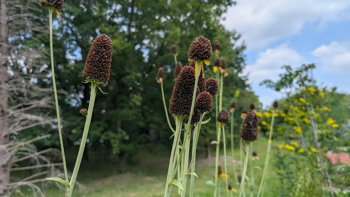 馬見丘陵公園のひまわり畑で、花びらが落ちて茶色い円柱状の種（花床）の姿になった珍しい品種のひまわりが立ち並んでいる様子。