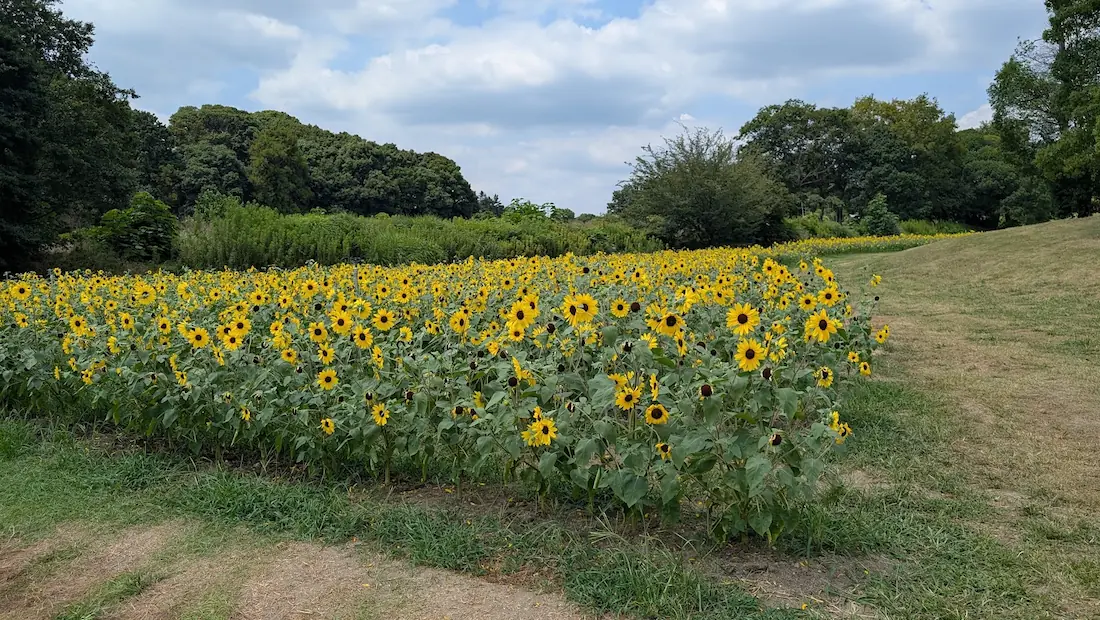 馬見丘陵公園の南エリアで、青空と芝生、豊かな緑の木々を背景に一面に群生して咲くひまわり畑の様子。