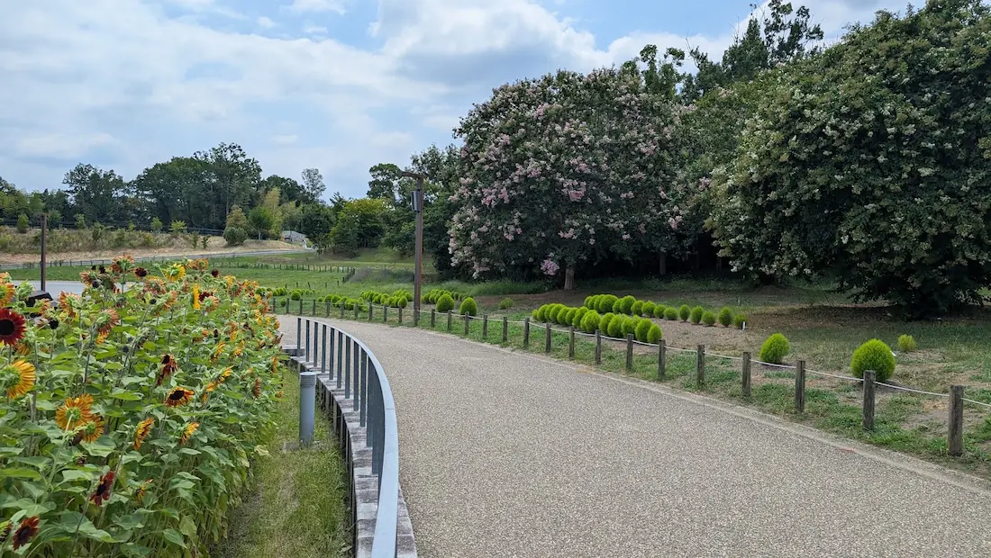 馬見丘陵公園の散策路沿いに咲くひまわり、色づき始めた丸いコキア、そしてピンクや白のサルスベリ（百日紅）の木が並ぶ夏の風景。