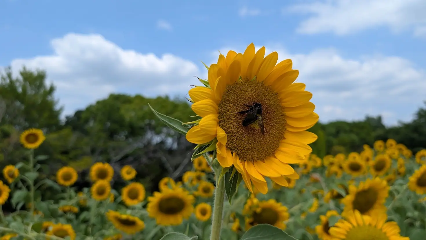 青空と白い雲が広がる馬見丘陵公園のひまわり畑で、大輪のひまわりの中心に昆虫（蜂）が止まっている様子。