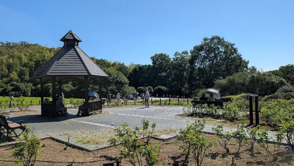 青空の下、馬見丘陵公園のガゼボ(東屋)周辺に手前のバラ園と奥に広がるコスモス畑が広がり、訪れた人々がくつろいでいる様子。