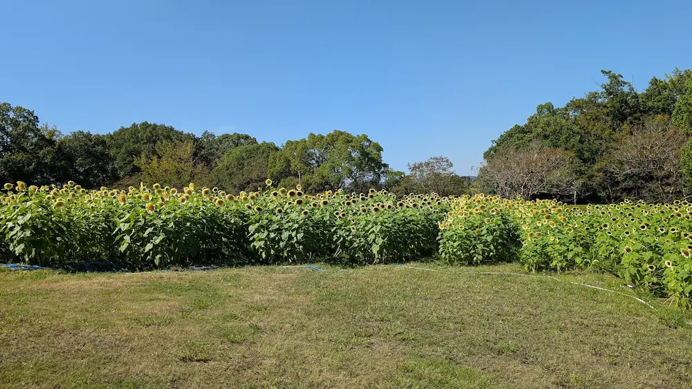 馬見丘陵公園において、秋の澄み切った青空の下で広範囲にわたって咲き誇る秋咲きひまわり畑の全景の様子。
