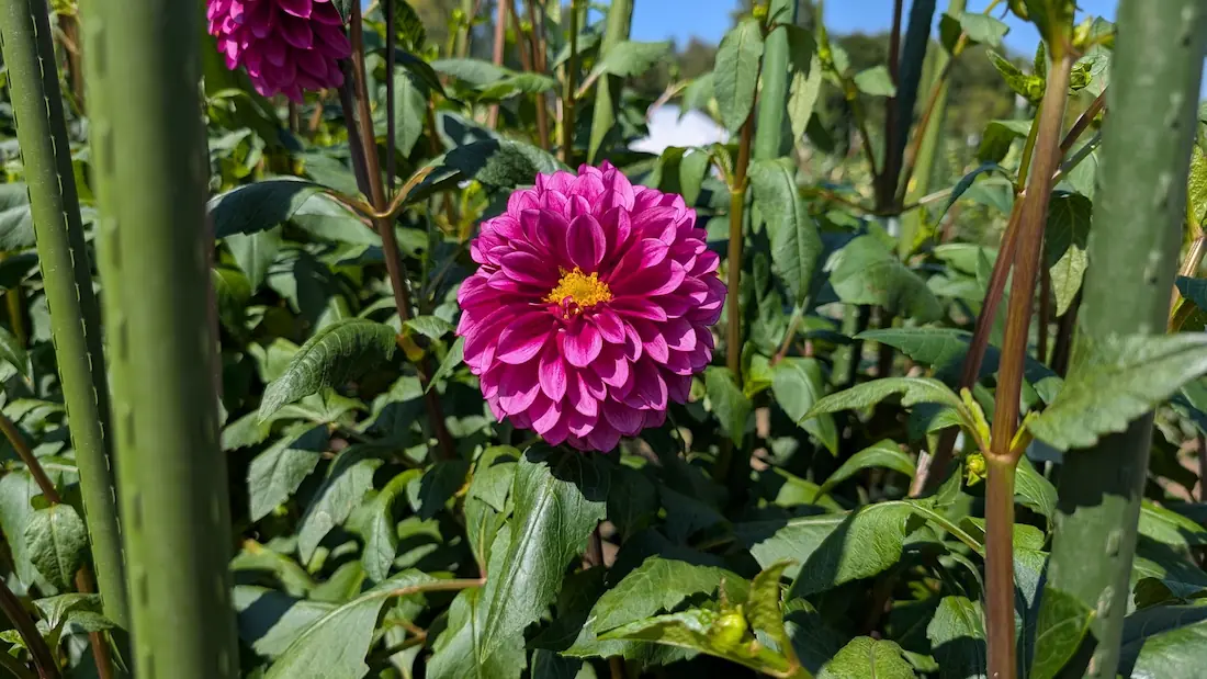 馬見丘陵公園の花壇において、青空の下で鮮やかな濃いピンク色の花を美しく咲かせるダリアのアップの様子。