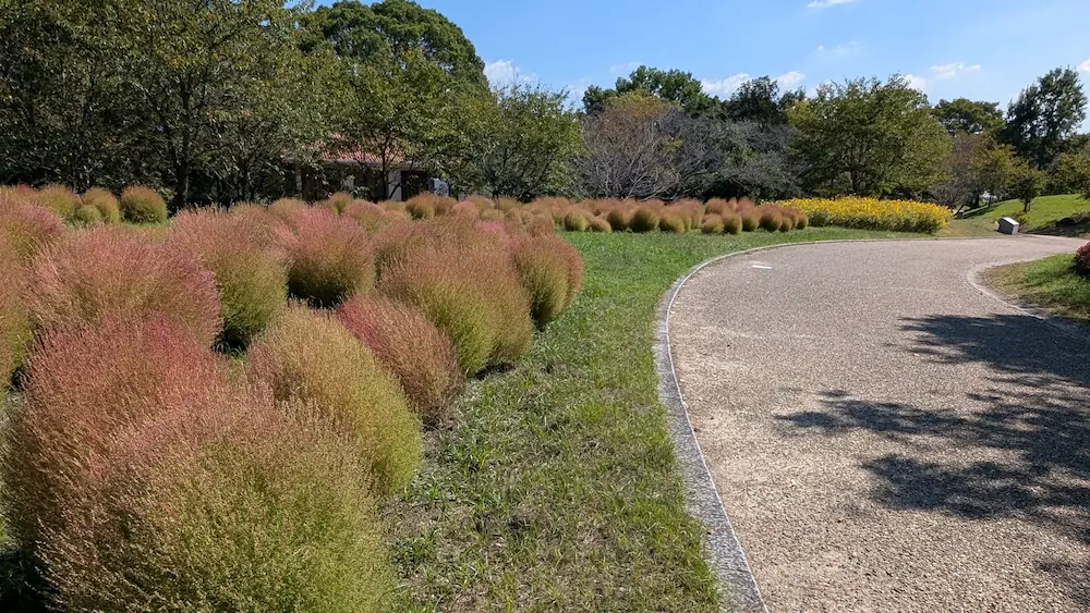 馬見丘陵公園の散歩道沿いに色づき始めたコキアの群生と、奥に広がる秋咲きひまわりの様子。