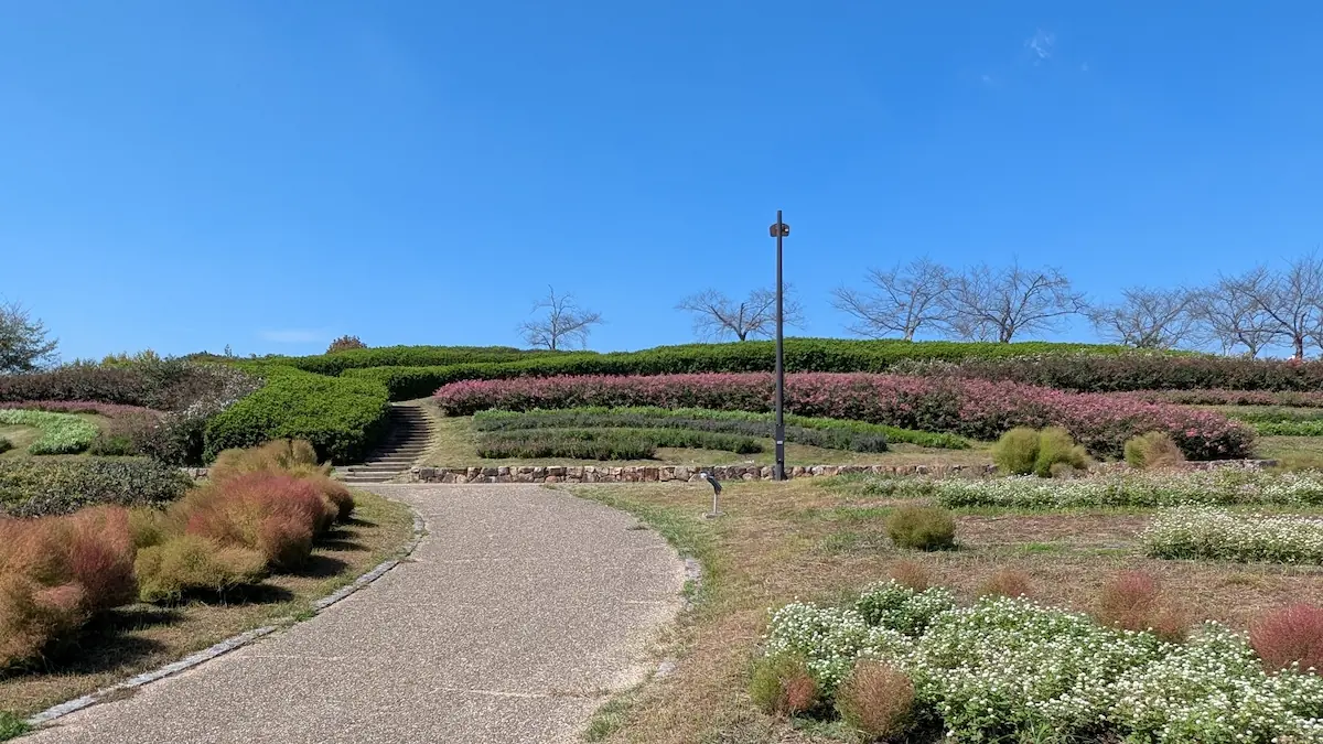 青空の下、馬見丘陵公園の散策路沿いに広がる色づき始めたコキアと美しい花壇の景観。